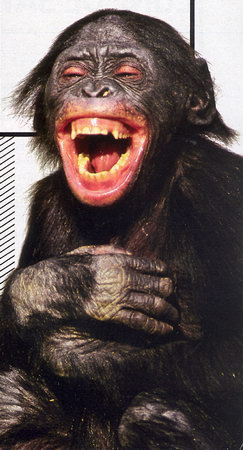 chimp-rire