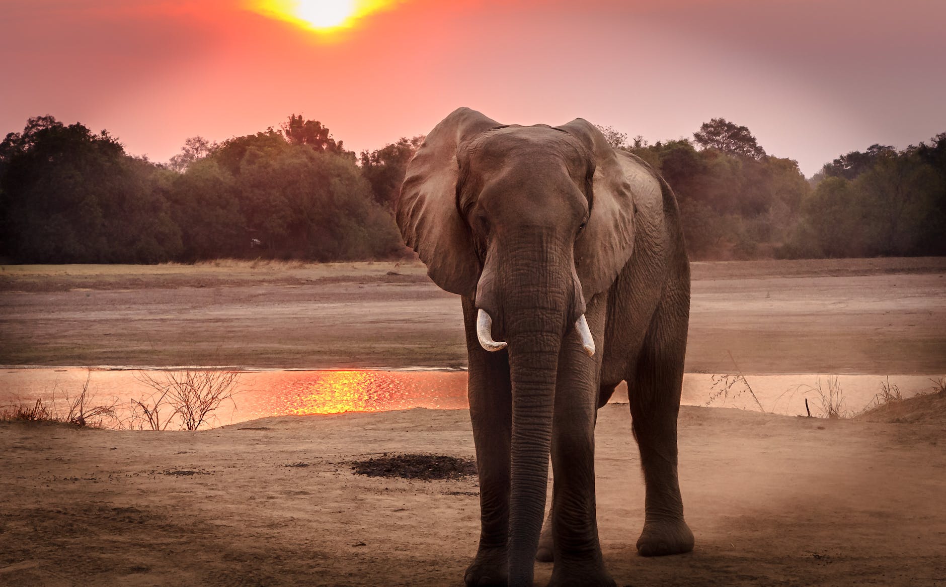 photographie de la faune d elephant pendant l heure d or