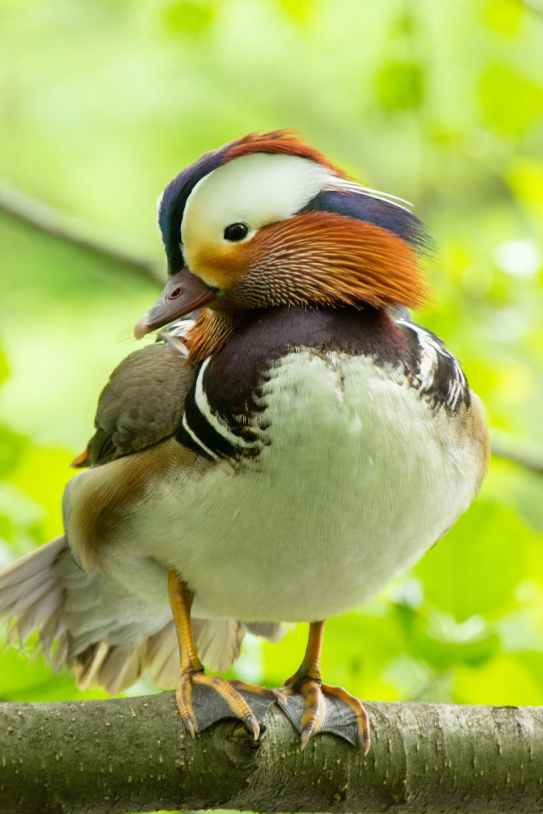 oiseau animal sauvagine canard